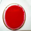 Colorants for Untreated Seeds Pigment Dispersion Pigement Red F2R-2 For FS/SC